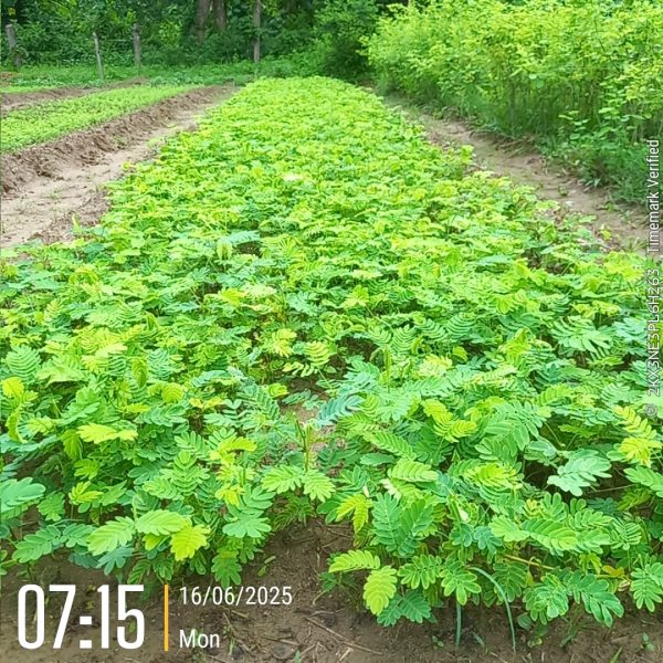 Jhapa Plantation 2025