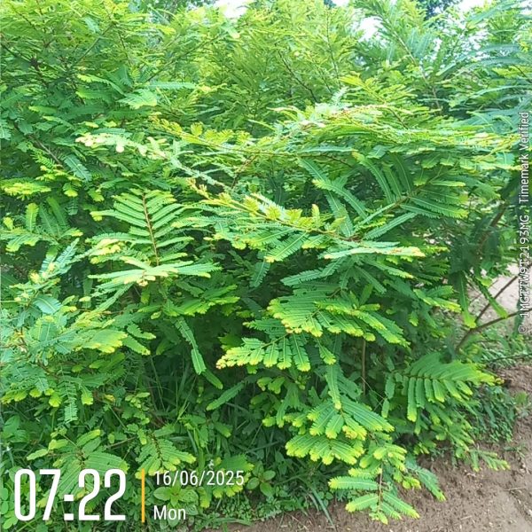 Jhapa Plantation 2025