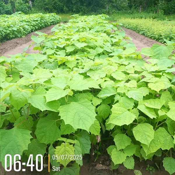 Jhapa Plantation 2025