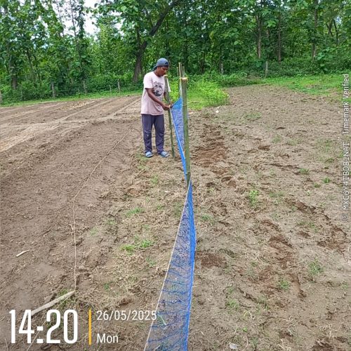 Jhapa Plantation 2025