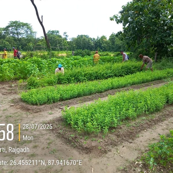 Jhapa Plantation 2025