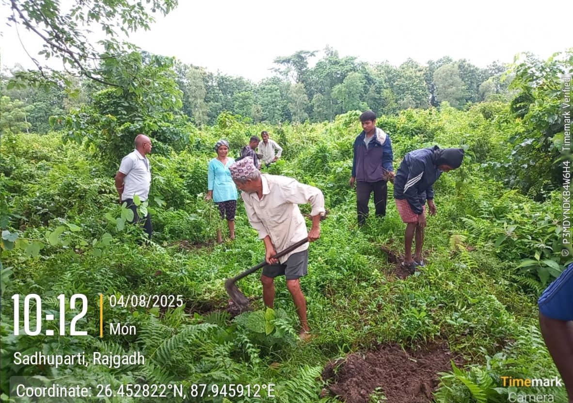 Jhapa Plantation 2025