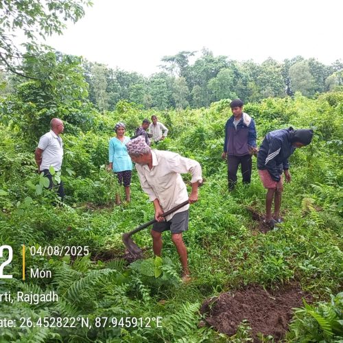 Jhapa Plantation 2025