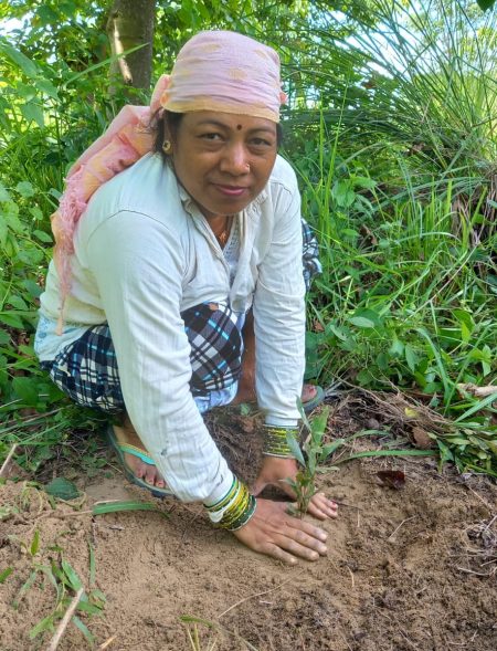 Jodhipur Plantation 2025