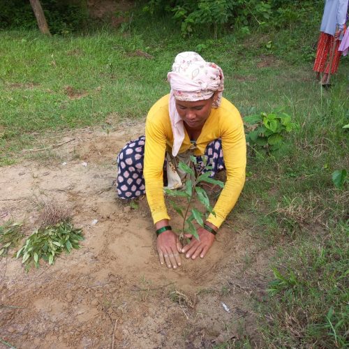 Jodhipur Plantation 2025