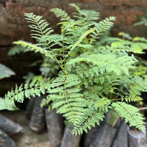 Panauti Kavre Plantation 2025