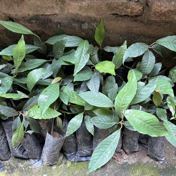 Panauti Kavre Plantation 2025