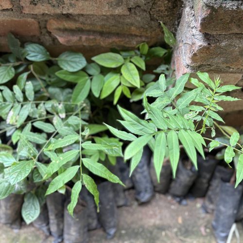 Panauti Kavre Plantation 2025