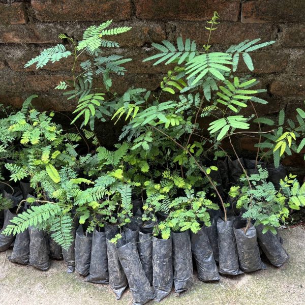 Panauti Kavre Plantation 2025