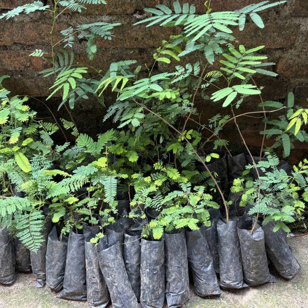 Panauti Kavre Plantation 2025