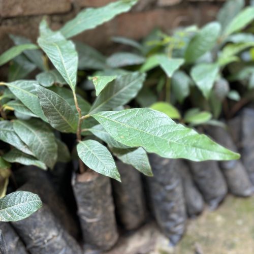 Panauti Kavre Plantation 2025